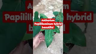 Anthurium Papilillaminum hybrid beautiful #shorts