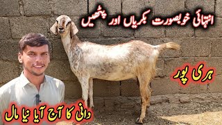 Beautiful Different Goats For Sale By Dani From Haripur By My Life Channel