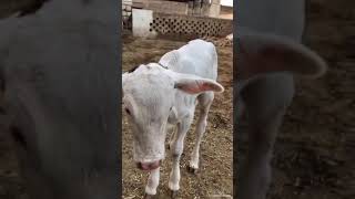 calf with cow amazing Short video||#livestock #livestockshow #viralshortsvideo #dairyfarming