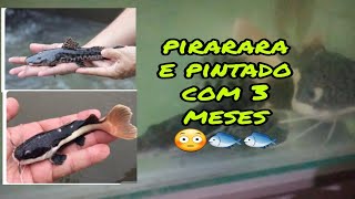 pirarara e pintado com três meses tive que trocar o aquário #comocriarpeixes