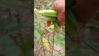 harvest time 🥒🥒🥒🥒🥒