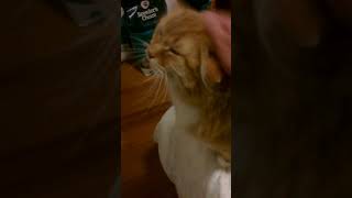 Cat.  CAT VIDEO, Cat rosie having relaxing pat. #catvideos #youtbeshorts #cat. #catlover