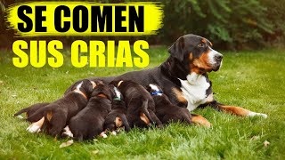 Por qué los perros se comen a sus crías