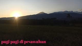 Pagi Hari Di Pesawahan