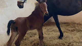 1 HAZİRAN SALI ANKARA ALTILI GAYNAN AT YARIŞI TAHMİNİ ANALİZİ......