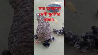 সদ্য জন্মানো দেশী মুরগির বাচ্চা #shorts #youtubeshorts #shortvideo #মুরগি