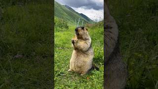 Cute Himalayan Marmot Enjoying Delicious Carrots!#marmot #marmota #cutemarmot #cutenessoverload