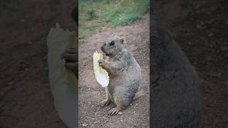 Cute Himalayan Marmots Eating Nutritious and Delicious Vegetables!#marmot #cuteanimals #cutemarmot