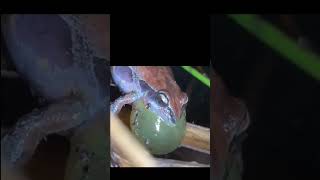 macam-macam suara katak #shorts #suarahewan #katak #frog #viral