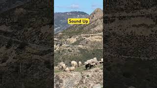 The strangely calming jangle of mountain goat bells. On the hillside bear Bova, Italy. #calabria