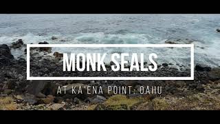 Monk Seals at Ka‘Ena Point