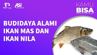 BUDIDAYA ALAMI IKAN MAS DAN IKAN NILA