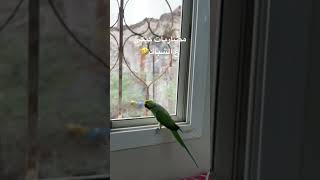 ذكور ببغاء الدره 🦜🦜 #shorts #ببغاء #casco_parrot #ببغاء_الدرة #parrot #ببغاء_الدرة #shortvideo