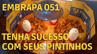 EMBRAPA 05I.  200 PINTAINHAS DE UM DIA 🐥🐥.  2° Vídeo da Série.  #galinhacaipira #criacaodegalinhas