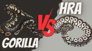 Are Gorilla & HRA the Same? Genetic Testing Results Reveal