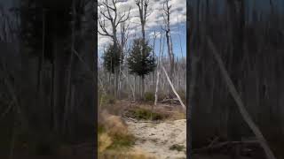 Forest after a fire in Bariloche 🇦🇷 #bariloche #argentina #forestfire