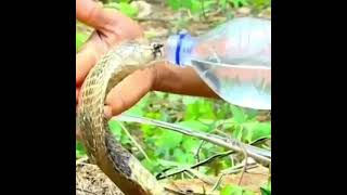 Snake capture#bottle 🐍