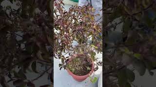 तुलसी का पेड़ अब कभी नहीं सूखेगा, तुरंत करो ये जरूरी काम 🤩 | #tulsi #gardening #plants #basil