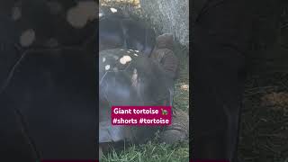 Giant tortoise 🐢 #shorts #tortoise #turtle #wildanimals #animals #shorts #shortvideo