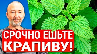 Лечебные свойства, Заготовка и Рецепты из Крапивы для крови, кожи, волос, суставов, нервов, ЖКТ и...