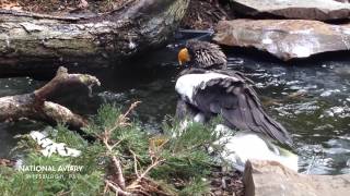 Splish splash a Steller’s Sea Eagle taking a bath!