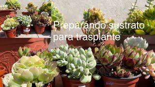 Propagando diversas echeverias ||como preparo el sustrato para mis suculentas || renovando tierra