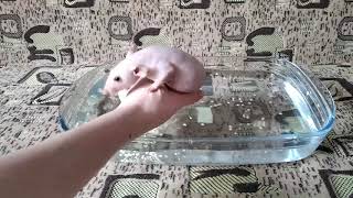 Купание крыс. Первое купание || Bathing rats