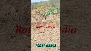 ஏக்கர் 5 லட்சம் மட்டுமே, 4 ஏக்கர் விற்பனைக்கு,Low budget Land Sale, Per acre 5 lakh only,Ragav Media