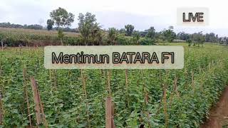 Testimoni Sahabat Tentang Mentimun BATARA F1 #cappanahmerah #mentimun #sahabattanilampung