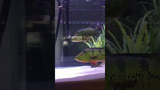 Hand Feeding the peacock bass #peacockbass