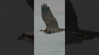 Chasing the Fish Hawk: Capturing Osprey Flight on the Chambal River 🌊🦅