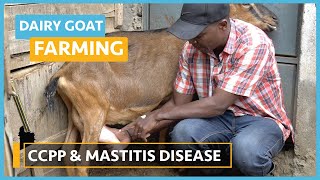 Dairy Goat Farming (Lesson 21) - CCPP / Mastitis