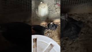 Yellow Jacket nest in chicken coop destroyed!