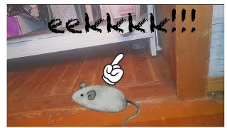 Mouse In The House | Home Alone Adventures | The Things I Do | DeAnna Loudon