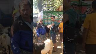 Gas Jakarta❗vSULTAN HARI INI, 150 EKOR KAMBING  #shortvideo #kambing #kambingqurbanmurah