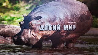 Удивительная природа, дикие животные - Бегемоты. #Документальный фильм.  Animal Planet