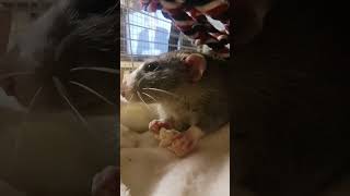 turn it up *crunch* #cute #pet #asmr