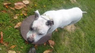 Chico, 5 Year Old Staffordshire Terrier from Rescue, He Needed a Home!, Aggression Issues