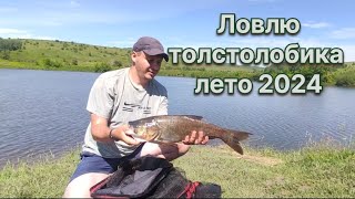 Рыбалка на толстолобика Лето 2024 #рыбалка #fishing #донка #фидер  #толстолобик #карп #сазан #карась