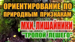 КАК ОПРЕДЕЛИТЬ СЕВЕР ПО МХАМ И ЛИШАЙНИКАМ. Способы ориентирования, ориентирование на местности.