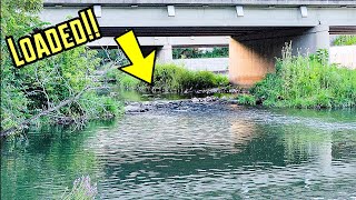 Tons of Fish Live in this small Creek under the Highway!