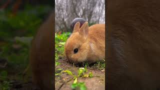 so sweet rabbits #song #bhojpuri #music #newsong #sadsong #new #cat #frogmusic #catfunny #shortvideo