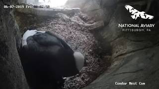 Andean Condor Chick Hatched at the National Aviary!