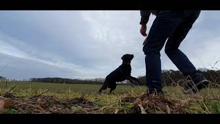 Dog playing fetch with frisbee