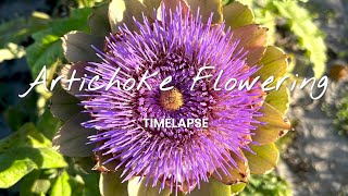 Artichoke Flower Timelapse | Univ of Florida Artichoke Research