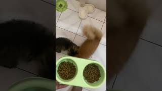 Makan siang anak-anak Ku #anabul #kucing