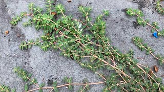 THEY ARE TOTALLY FLAT!  Prostrate growth plants in disturbed habitats.