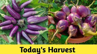 Harvesting Organic brijal for Stuffed Brijal Curry|కారం వకాయ కర్రీ