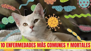 10 ENFERMEDADES más COMUNES y MORTALES en los GATOS