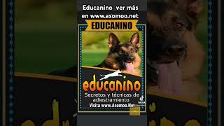 Educanino entrena tu perro de la mejor manera truco real #educanino #educanino2023 #entrenaperro